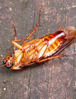 为什么灭一次蟑螂就能过几天又可以看到蟑螂爬