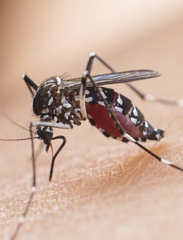 夏季防好蚊虫保护家人健康