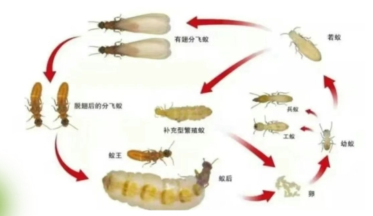 白蚁连夜 