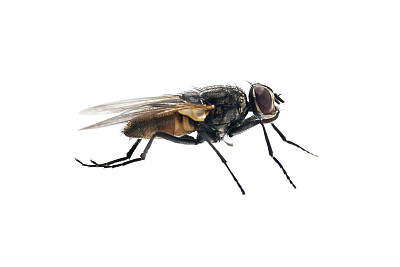 杀虫公司教你夏季怎么消灭蚊蝇？