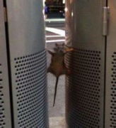 灭鼠公司告诉你老鼠的智商有多高？