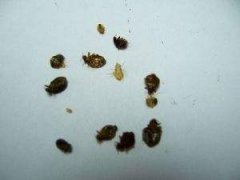 臭虫咬的症状图片，杀虫公司怎么消灭臭虫？
